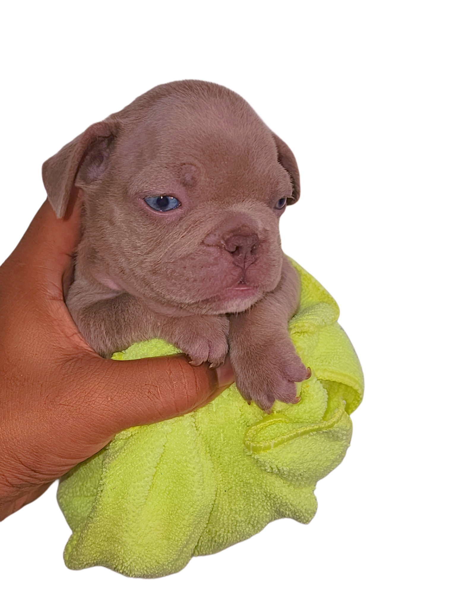Bulldog frances  Foto 7270235-9.jpg