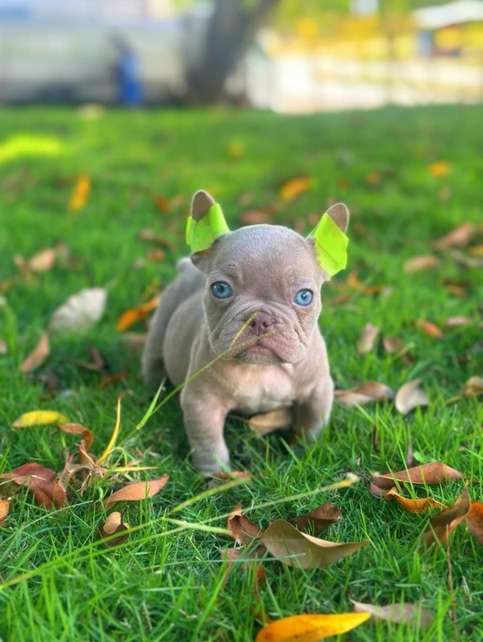 Bulldog frances New shade isabella Foto 7270236-46062.jpg