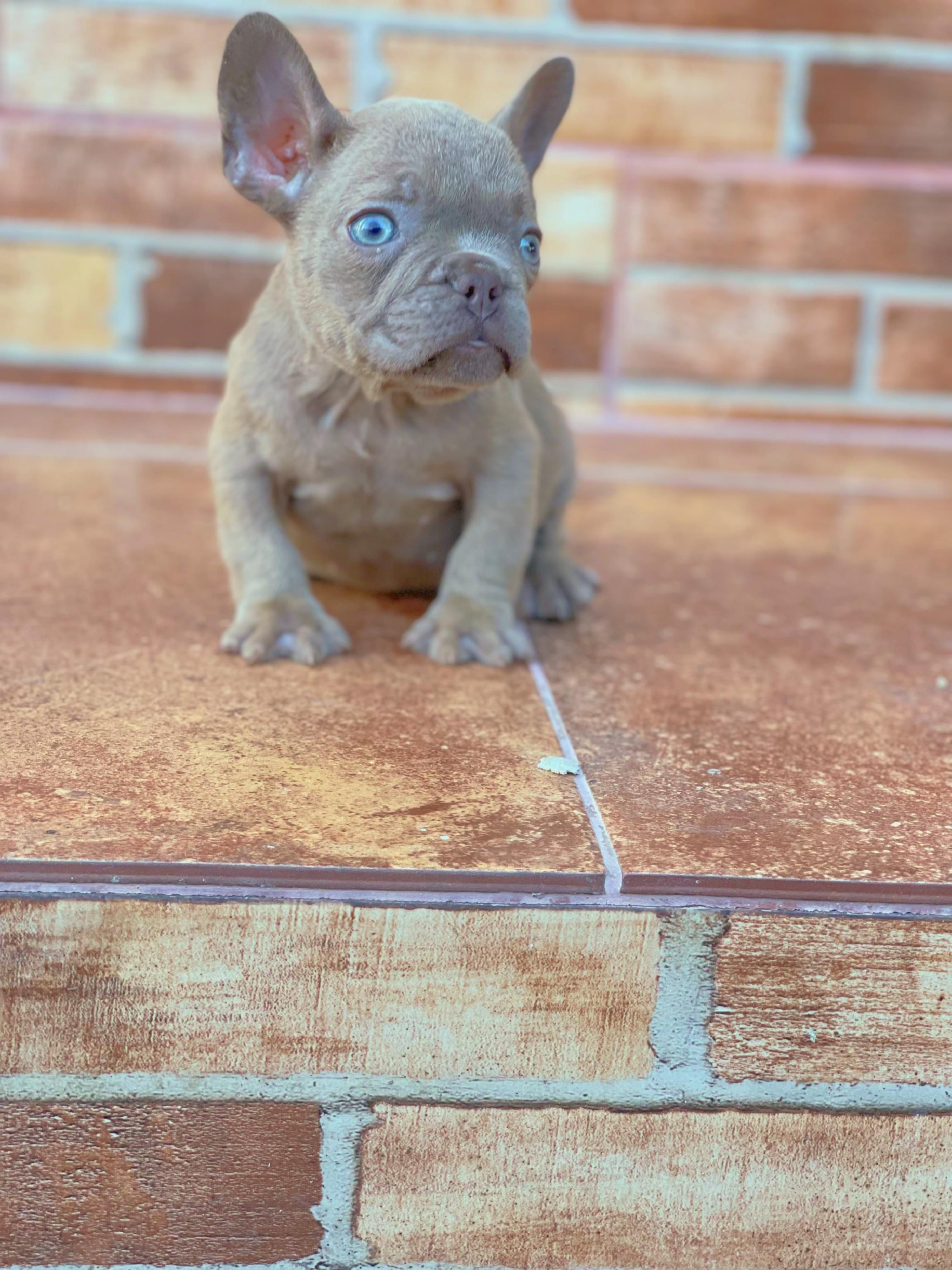Bulldog frances New shade isabella Foto 7270236-46064.jpg