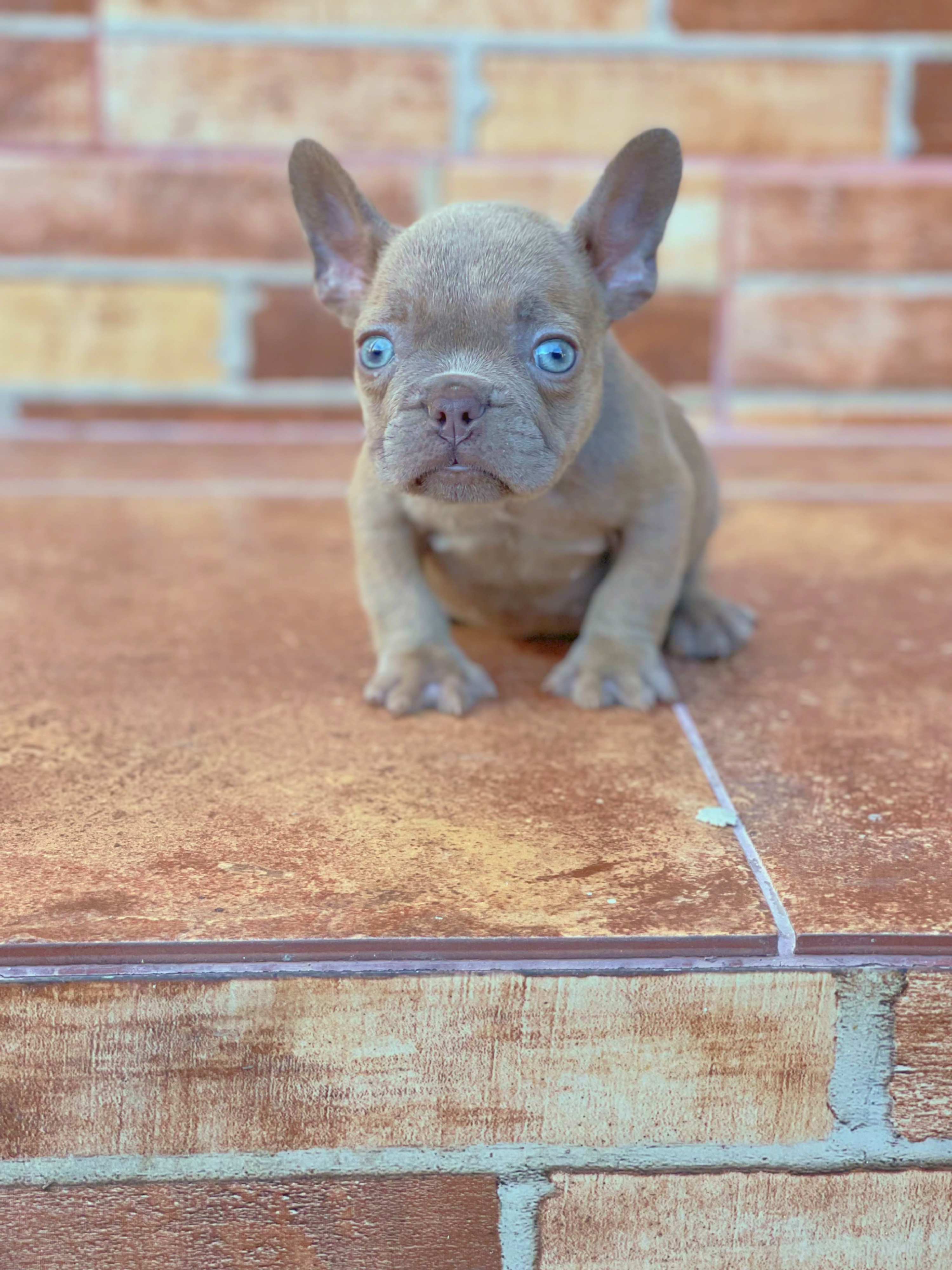 Bulldog frances New shade isabella Foto 7270236-46065.jpg