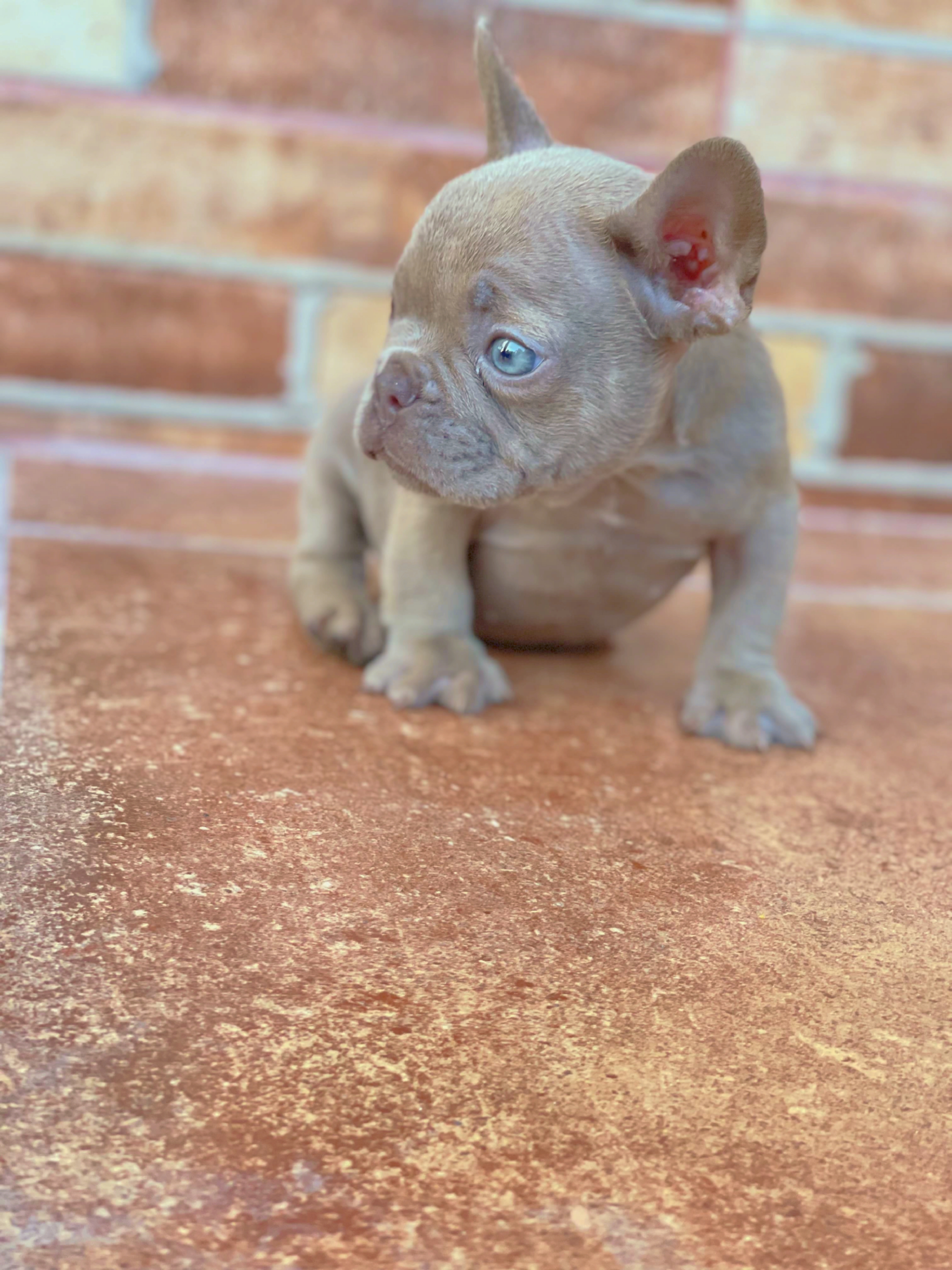 Bulldog frances New shade isabella Foto 7270236-46066.jpg