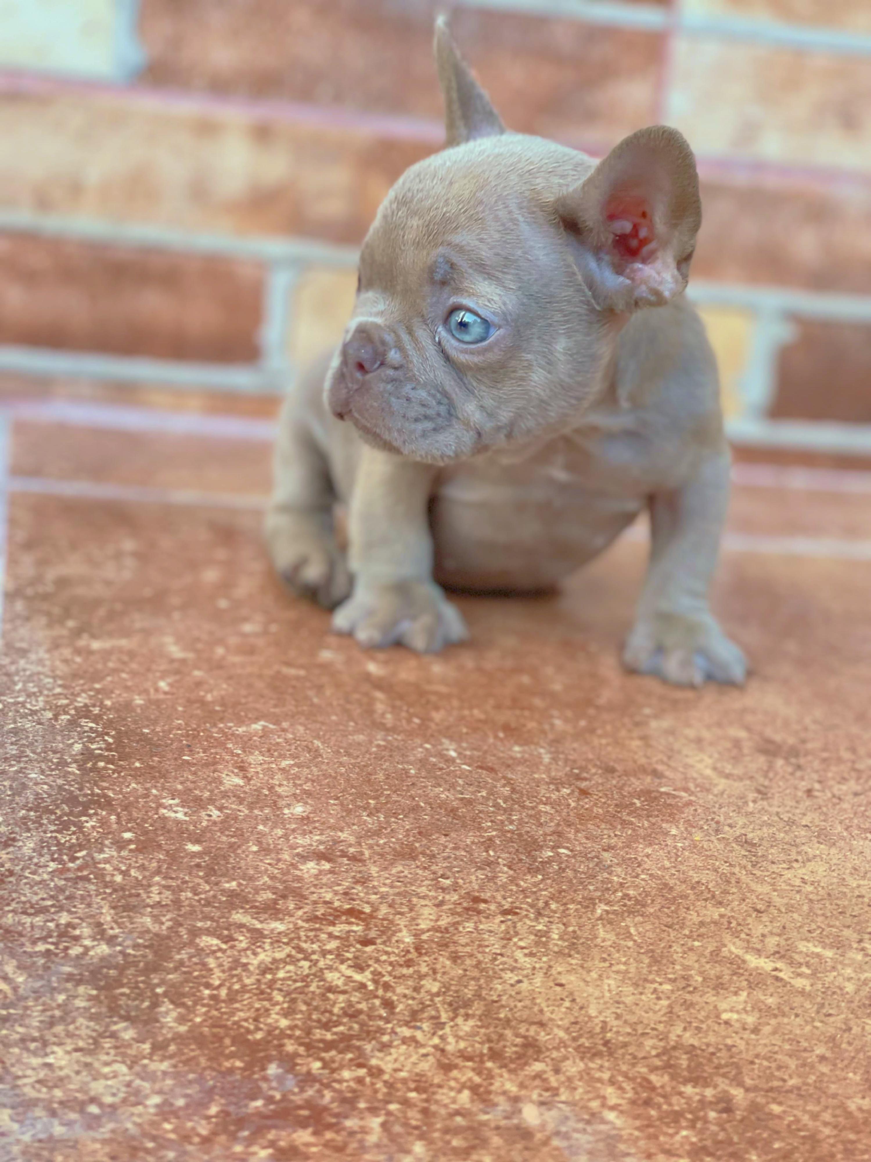 Bulldog frances New shade isabella Foto 7270236-46067.jpg