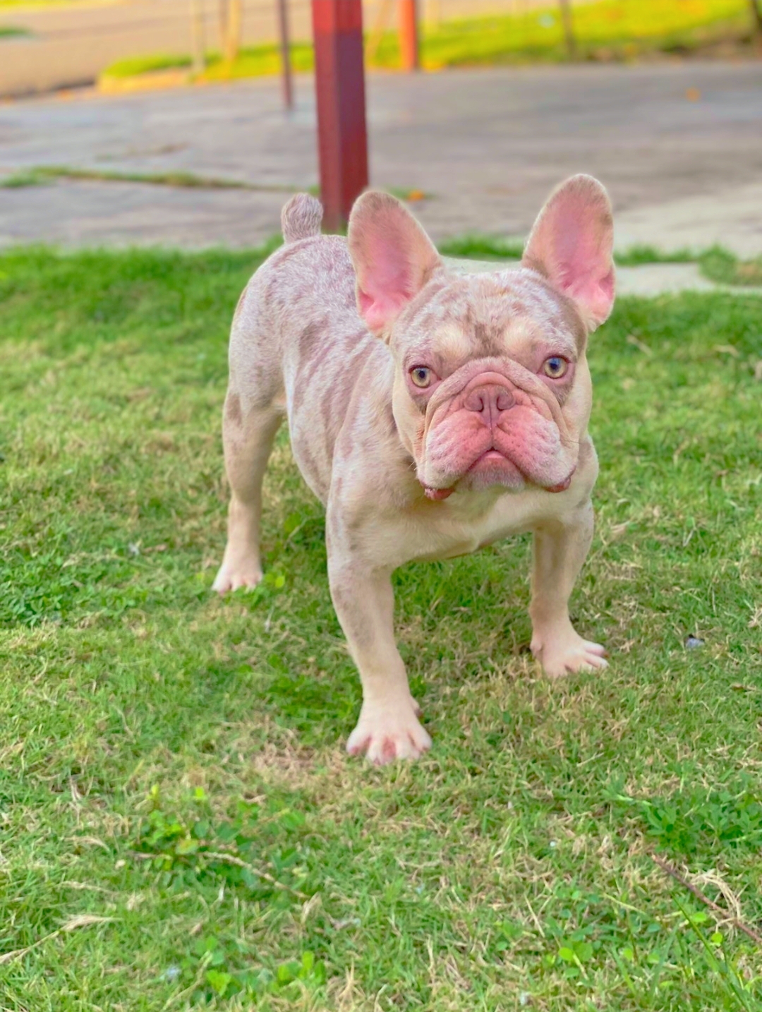 Bulldog frances New shade isabella Foto 7270236-46069.jpg