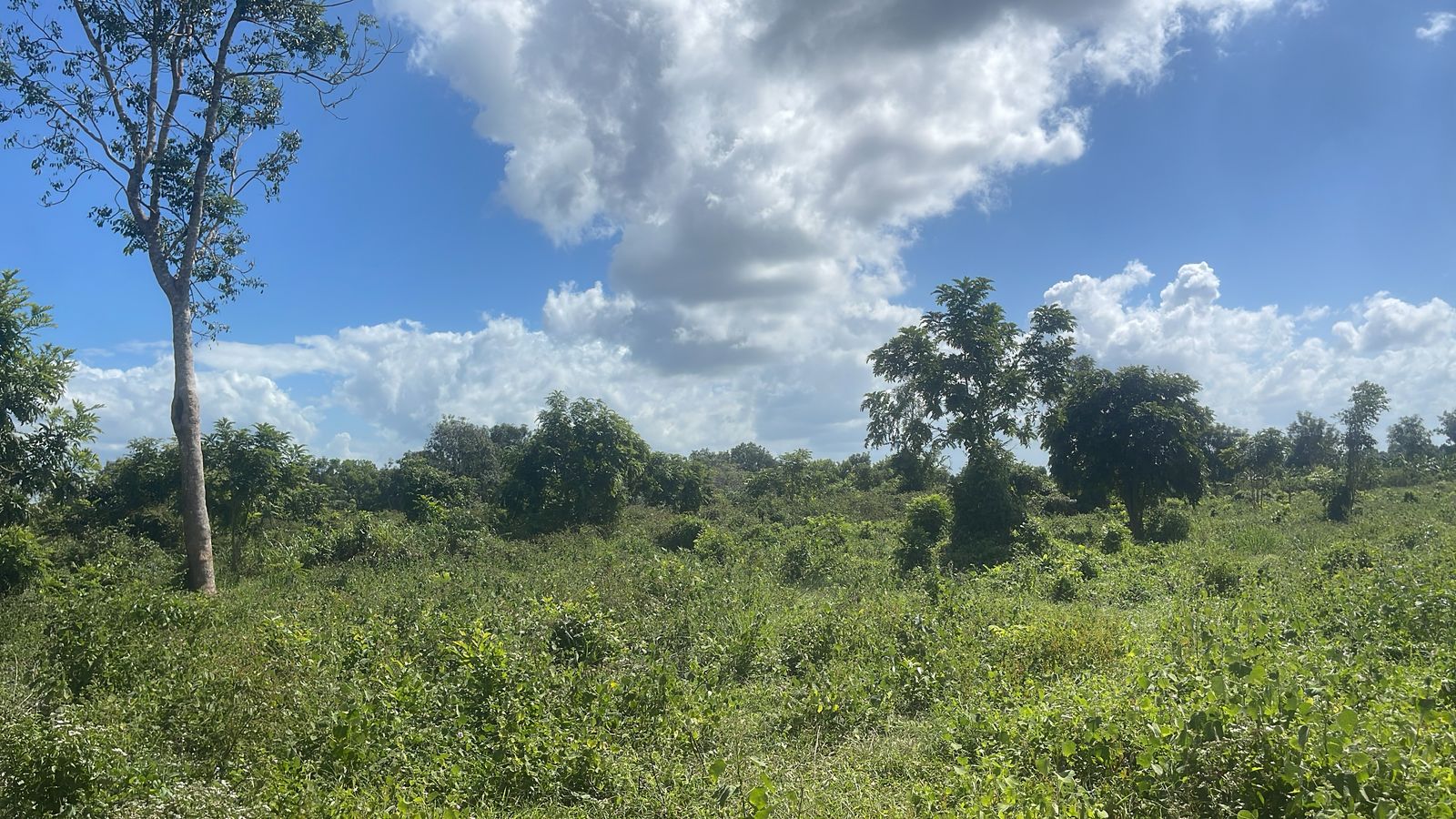 Finca de 37 tareas con vocación Agrícola en Monte Plata  Foto 7270539-2.jpg