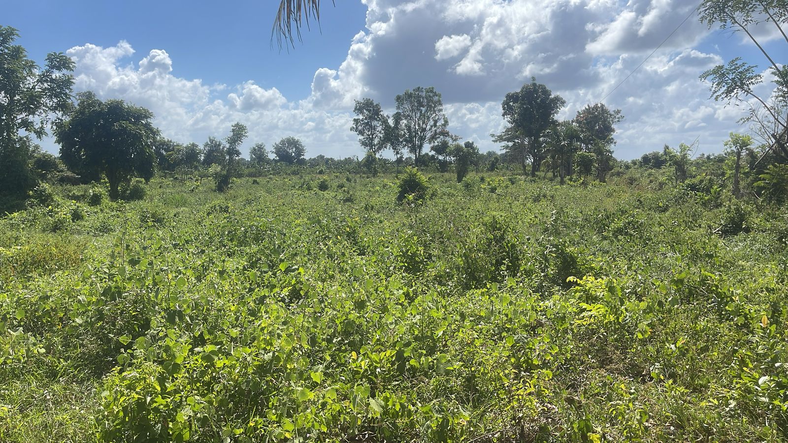 Finca de 37 tareas con vocación Agrícola en Monte Plata  Foto 7270539-3.jpg