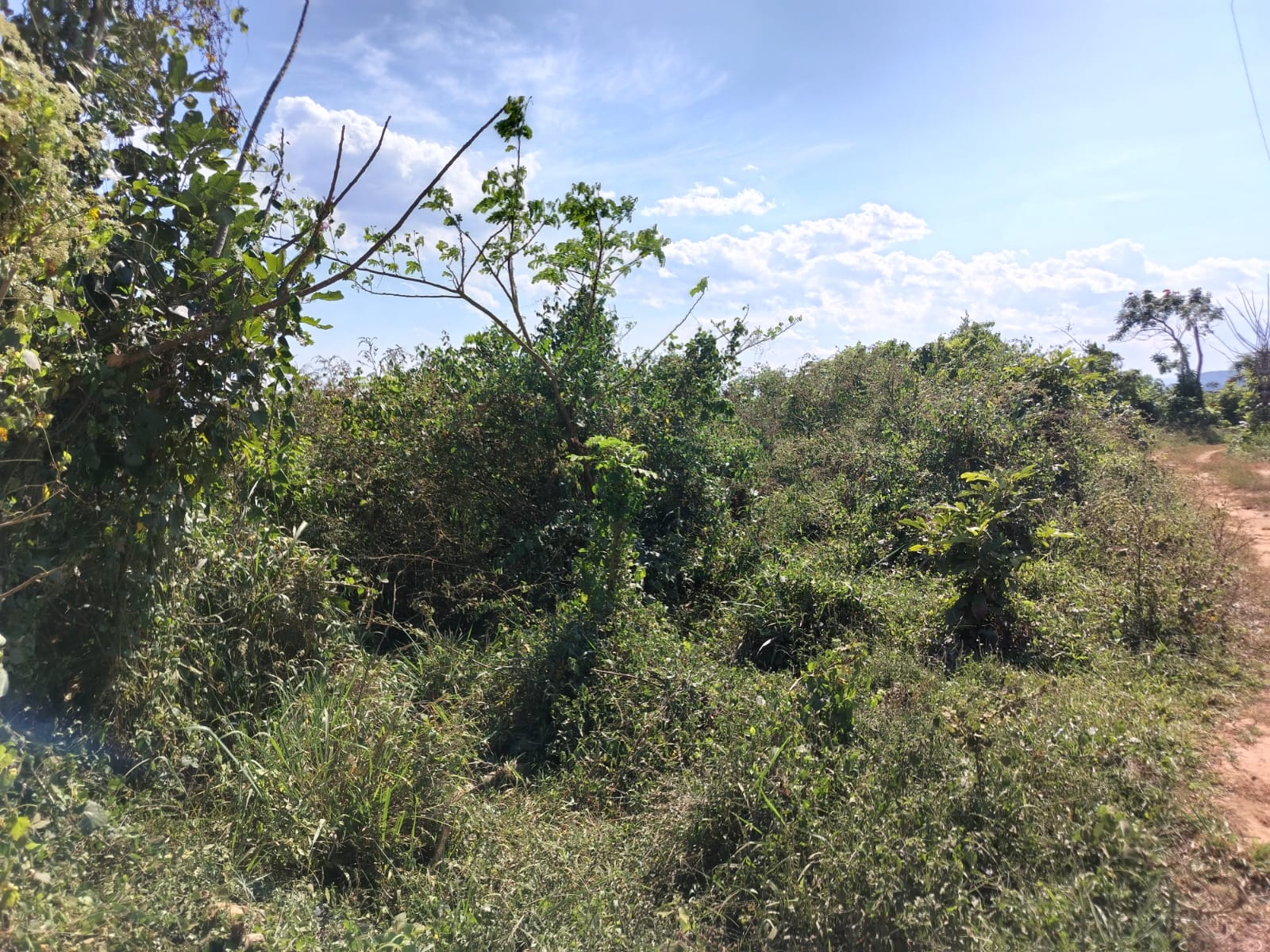 Finca de 37 tareas con vocación Agrícola en Monte Plata  Foto 7270539-5.jpg