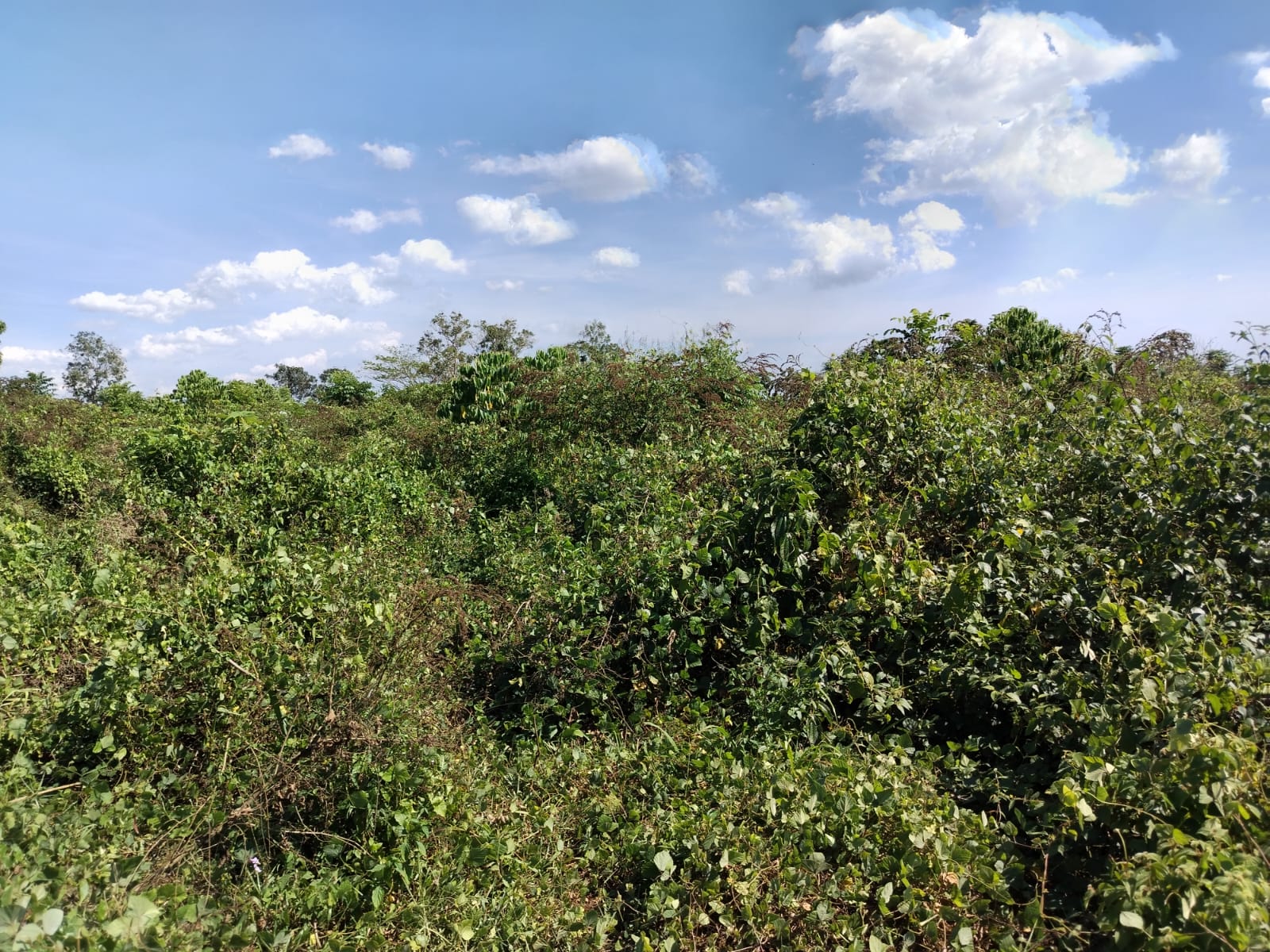 Finca de 37 tareas con vocación Agrícola en Monte Plata  Foto 7270539-6.jpg