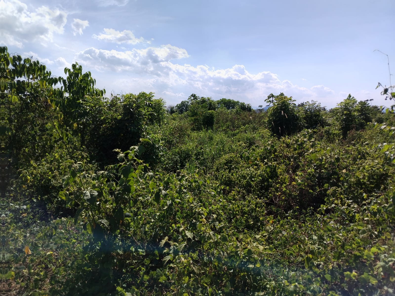 Finca de 37 tareas con vocación Agrícola en Monte Plata  Foto 7270539-7.jpg