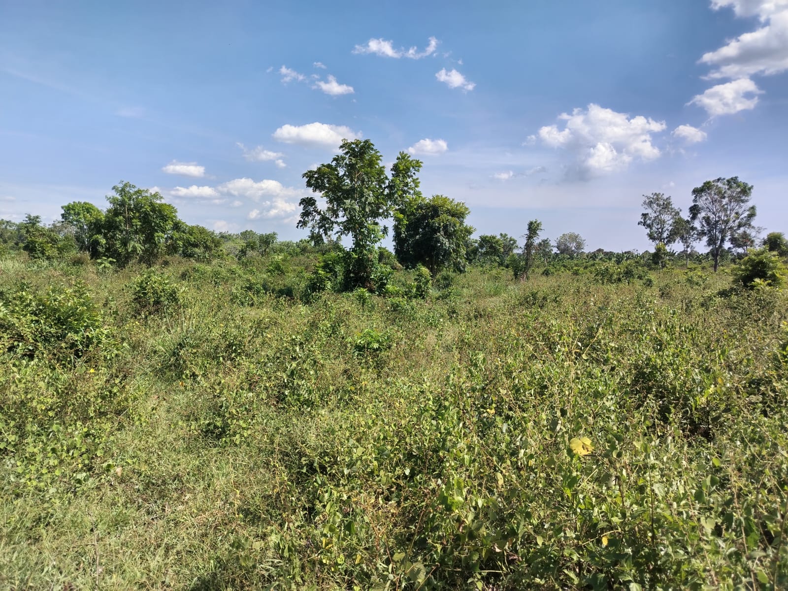 Finca de 44 tareas vocación Agrícola acta para todos tipos de siembra  Foto 7270593-10.jpg