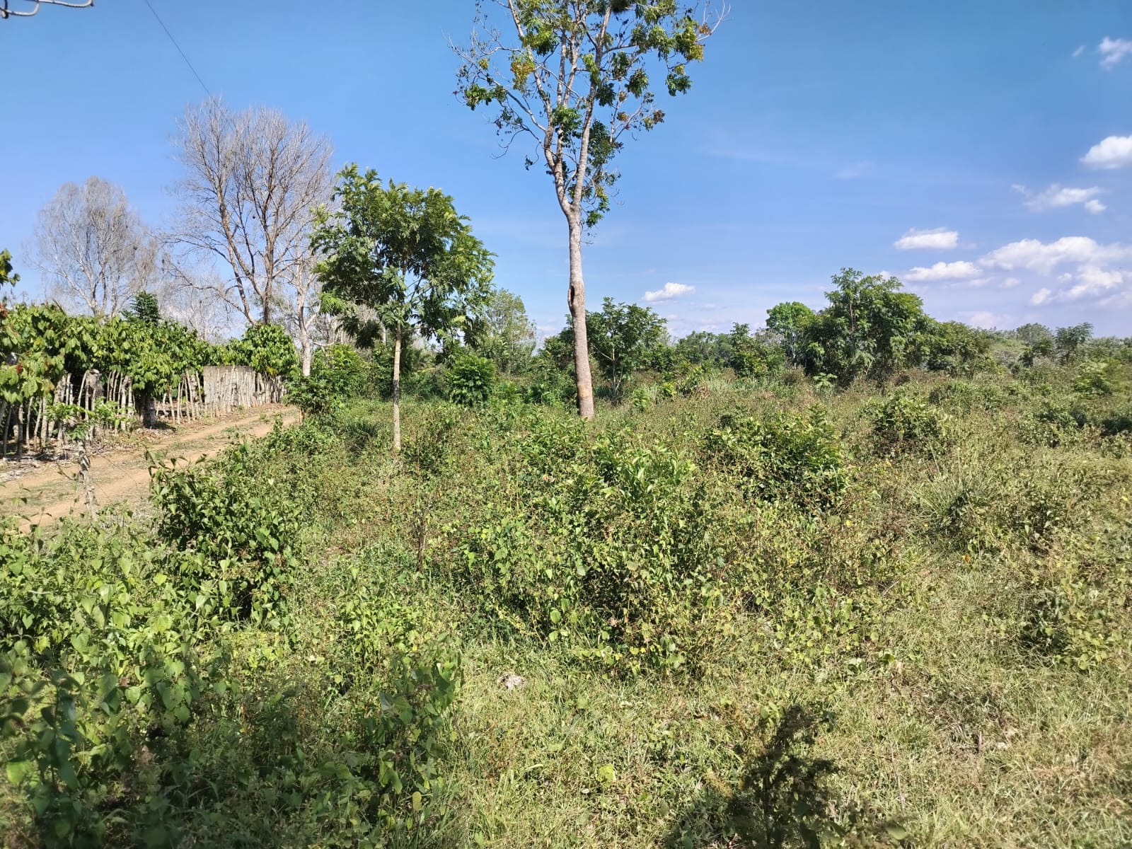 Finca de 44 tareas vocación Agrícola acta para todos tipos de siembra  Foto 7270593-12.jpg