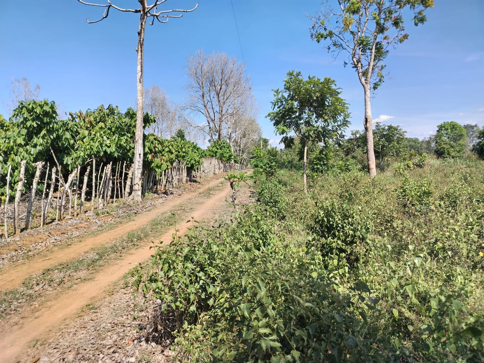 Finca de 44 tareas vocación Agrícola acta para todos tipos de siembra  Foto 7270593-9.jpg