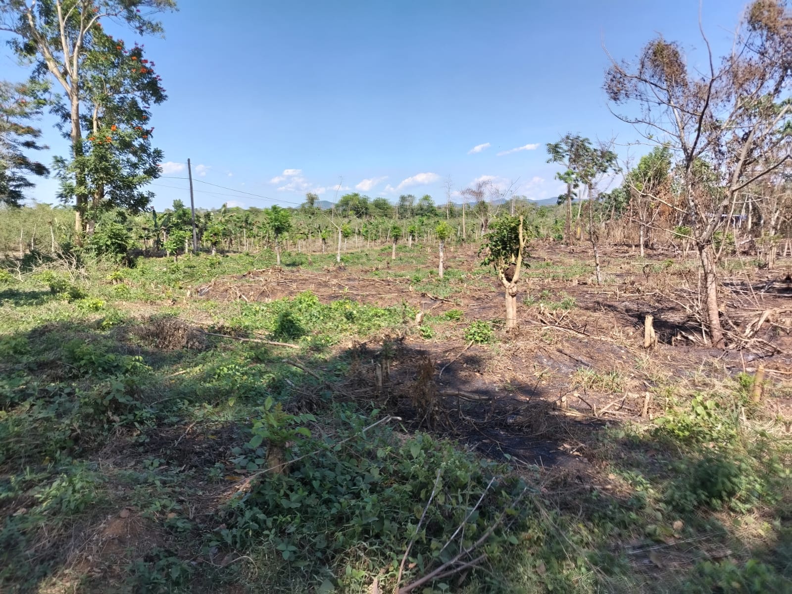 Finca de 18 tareas Agrícola ideal para casas campestres en Monte Plata Foto 7270618-2.jpg