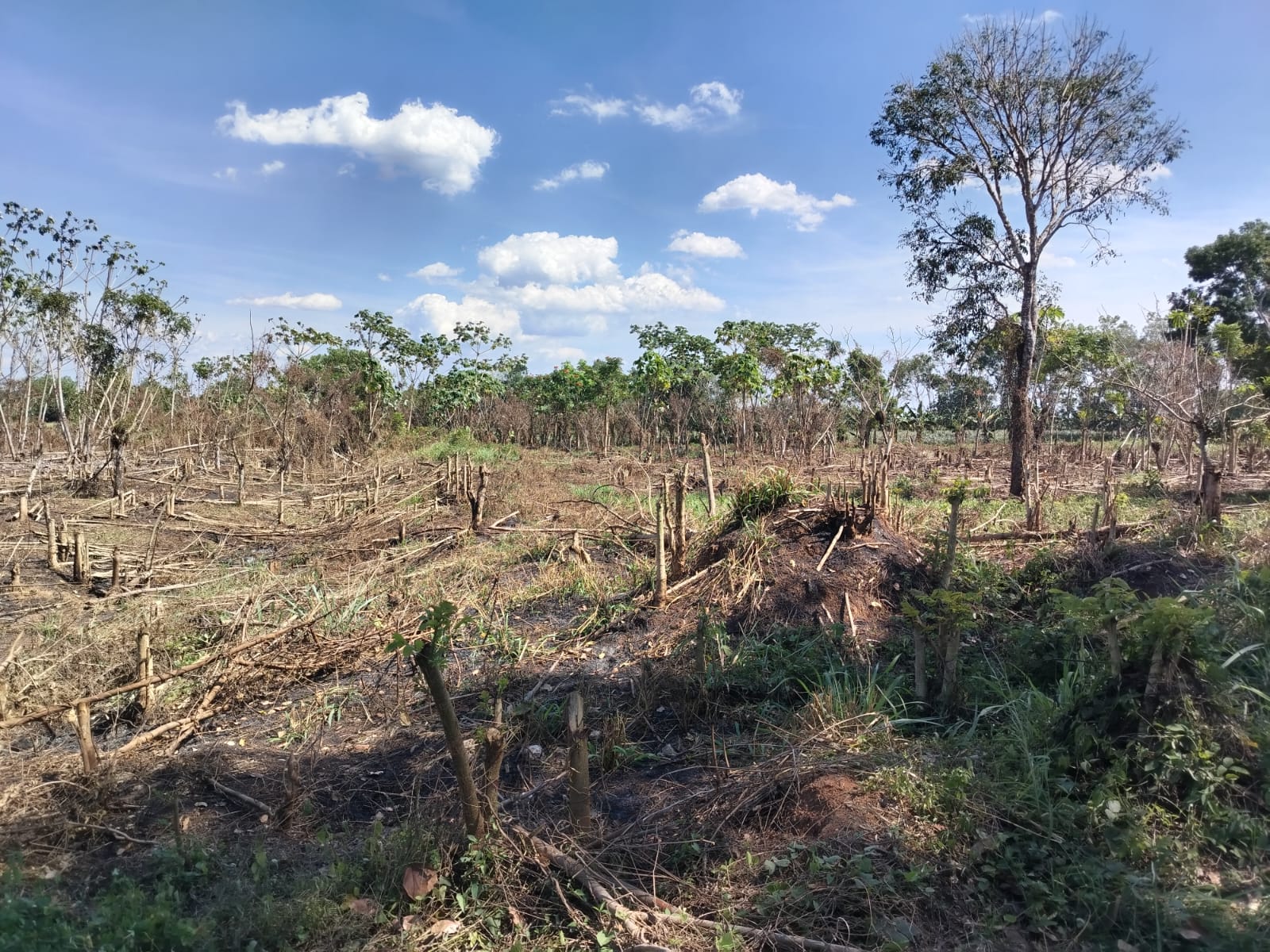 Finca de 18 tareas Agrícola ideal para casas campestres en Monte Plata Foto 7270618-5.jpg