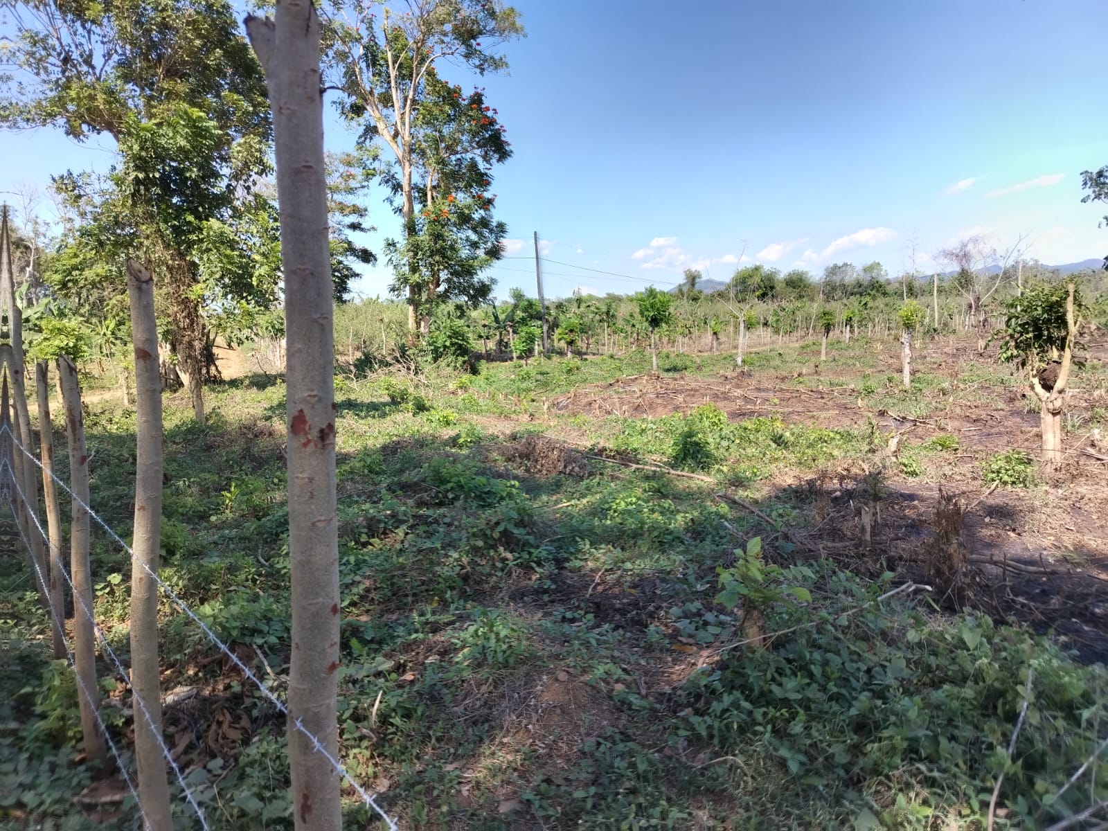 Finca de 18 tareas Agrícola ideal para casas campestres en Monte Plata Foto 7270618-6.jpg