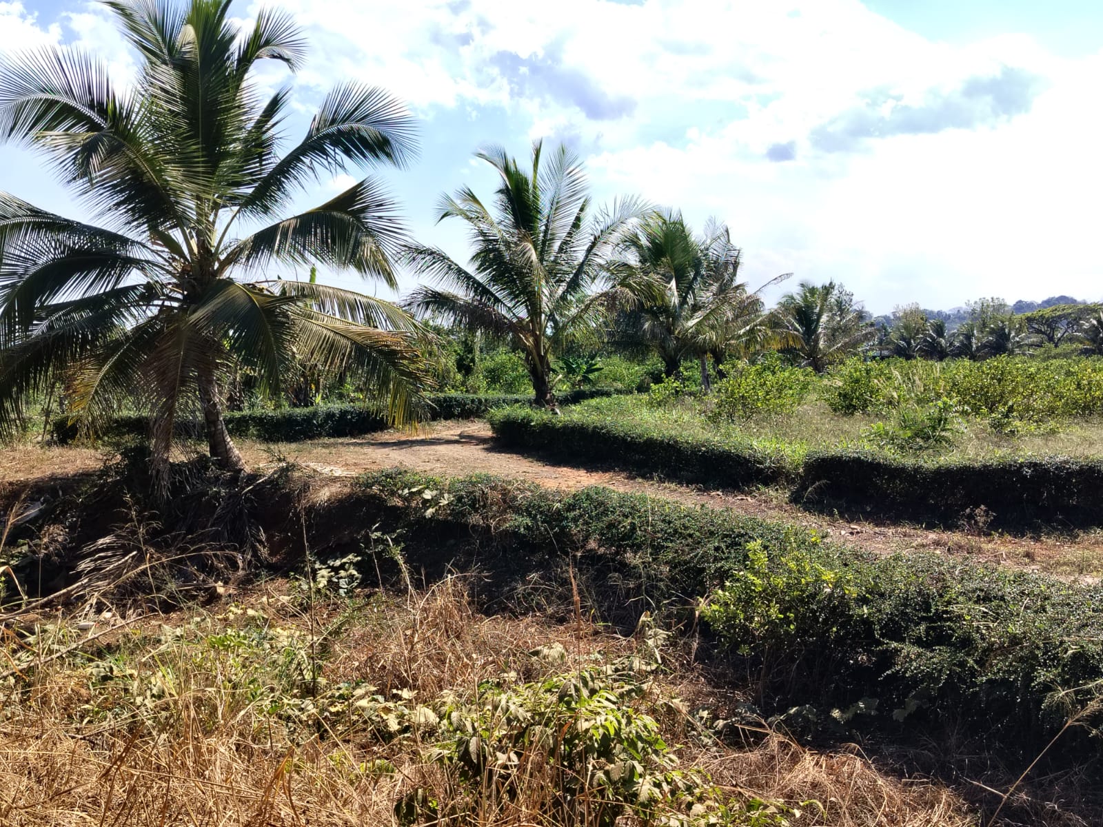 Finca de 62 tareas Agrícola y recreativa con casas campestres Moderna  Foto 7270624-7.jpg