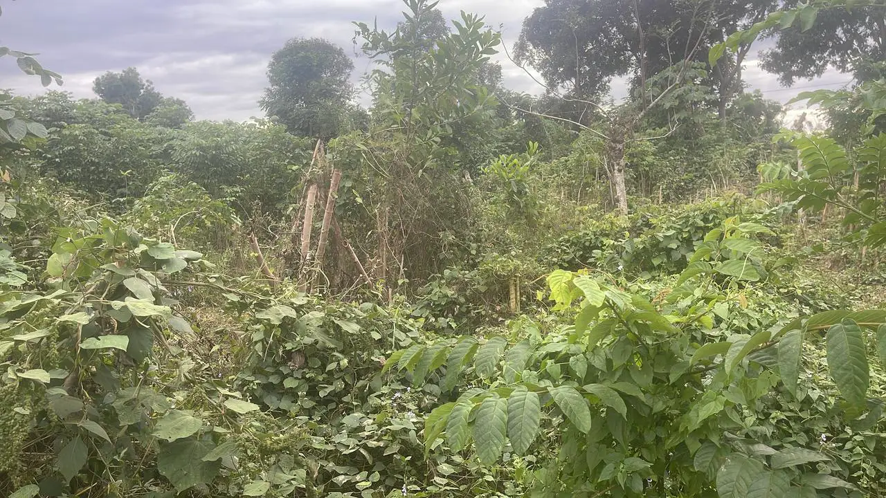 Finquita de 8 tareas agrícolas en Monte Plata Foto 7270631-3.jpg