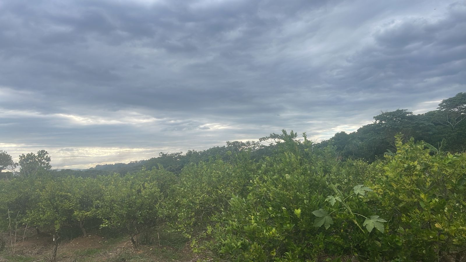Finca de 26 tareas Sembradas de limón en Monte Plata Foto 7270635-2.jpg
