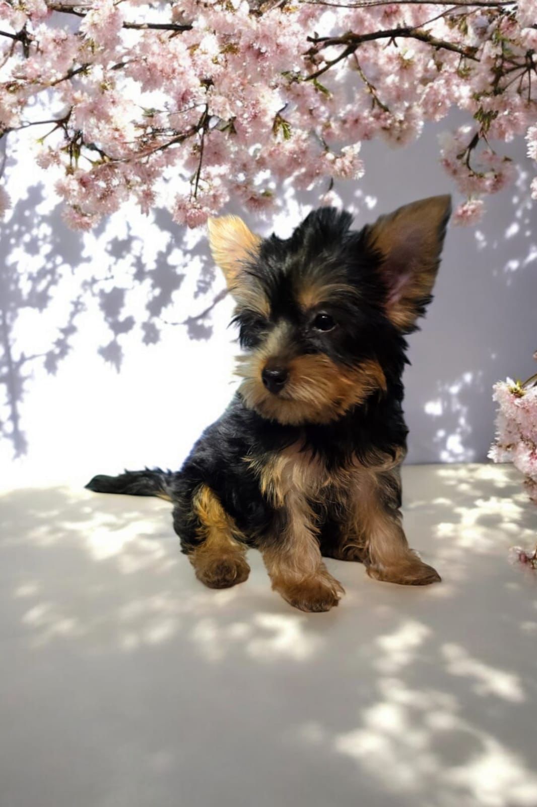 OFERTA CACHORRO YORKIE AMBOS SEXO EN SANTO DOMINGO Y VACUNADOS Foto 7270650-2.jpg