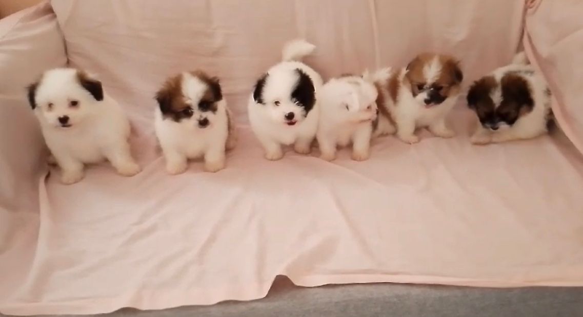 OFERTA CACHORRO SHIPOO AMBOS SEXO EN SANTO DOMINGO VACUNADOS Foto 7270651-1.jpg