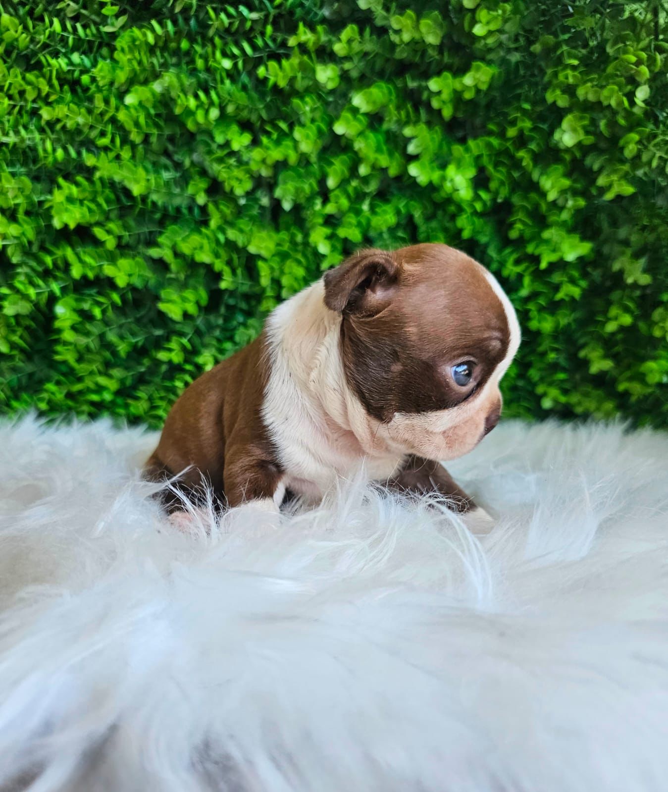 OFERTA CACHORRO BOSTON TERRIER AMBOS SEXO EN SANTO DOMINGO CON SU VACU Foto 7270655-2.jpg