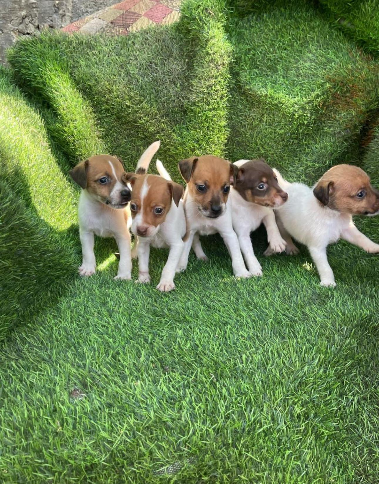 Fox Terrier Ambos Sexos  Foto 7270686-2.jpg
