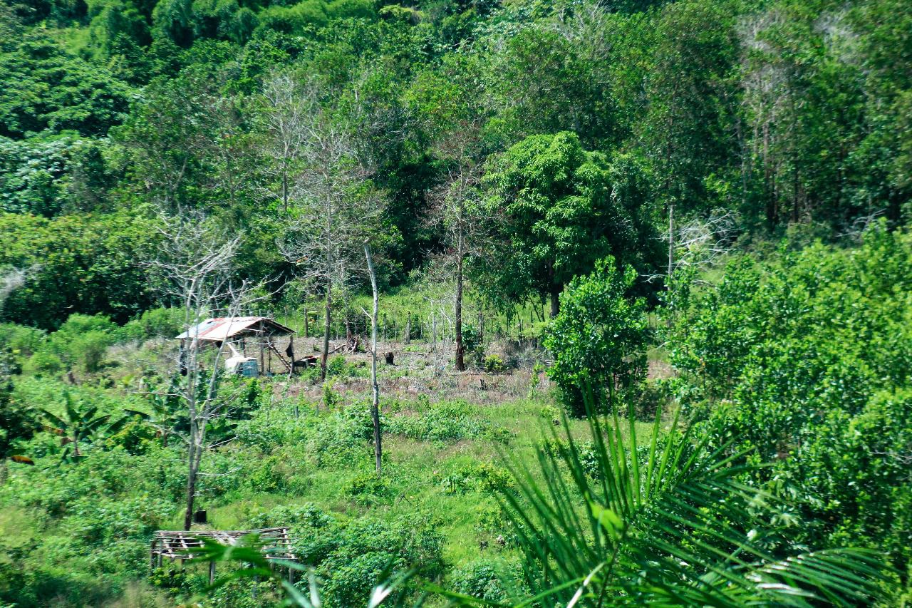 Finca de 30 tareas con casa campestre en Yamasá  Foto 7270729-10.jpg