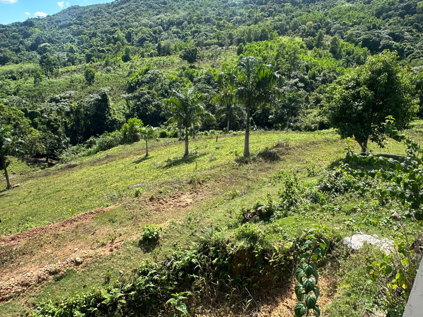 Finca de 30 tareas con casa campestre en Yamasá  Foto 7270729-13.jpg