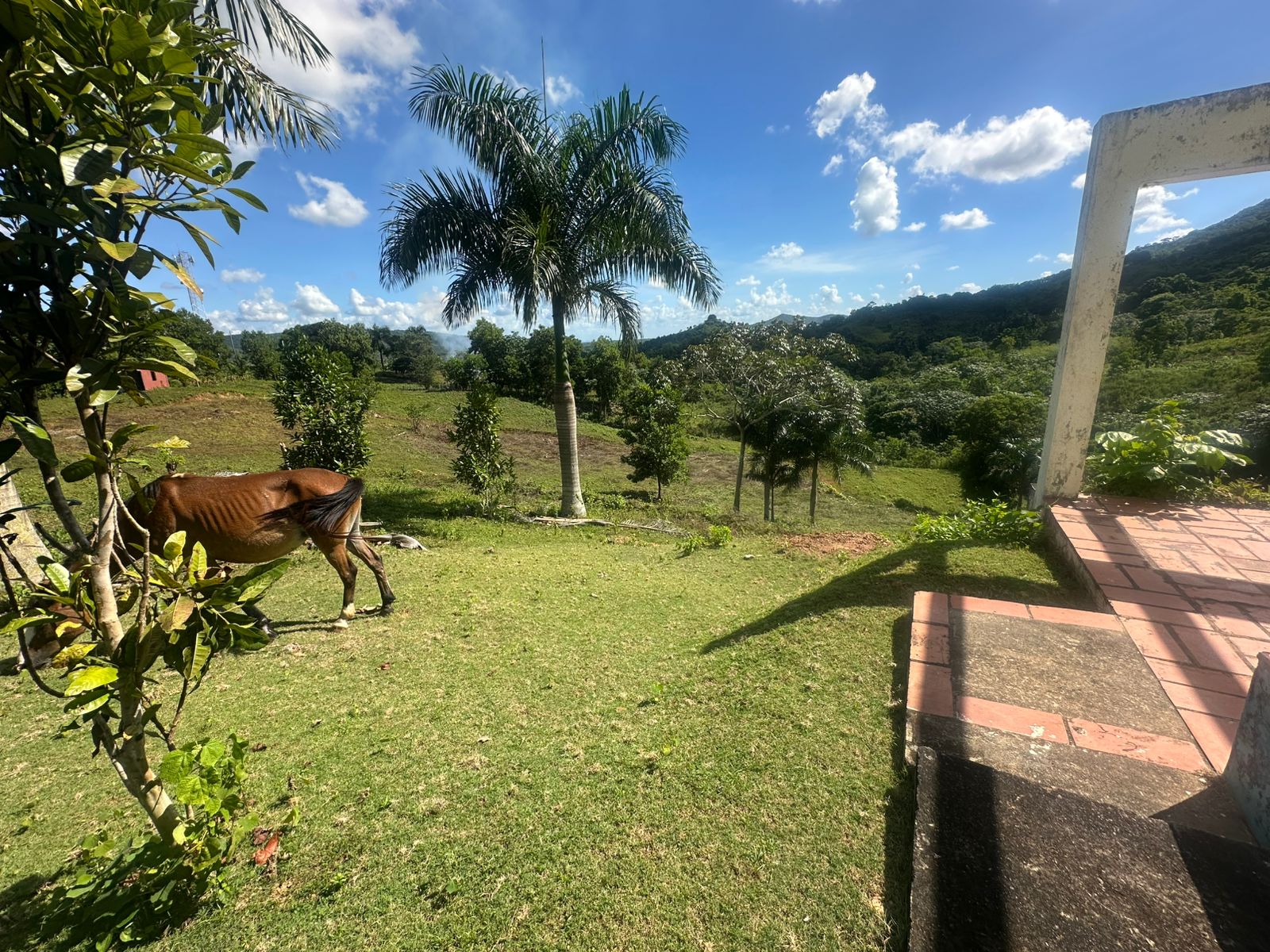 Finca de 30 tareas con casa campestre en Yamasá  Foto 7270729-7.jpg