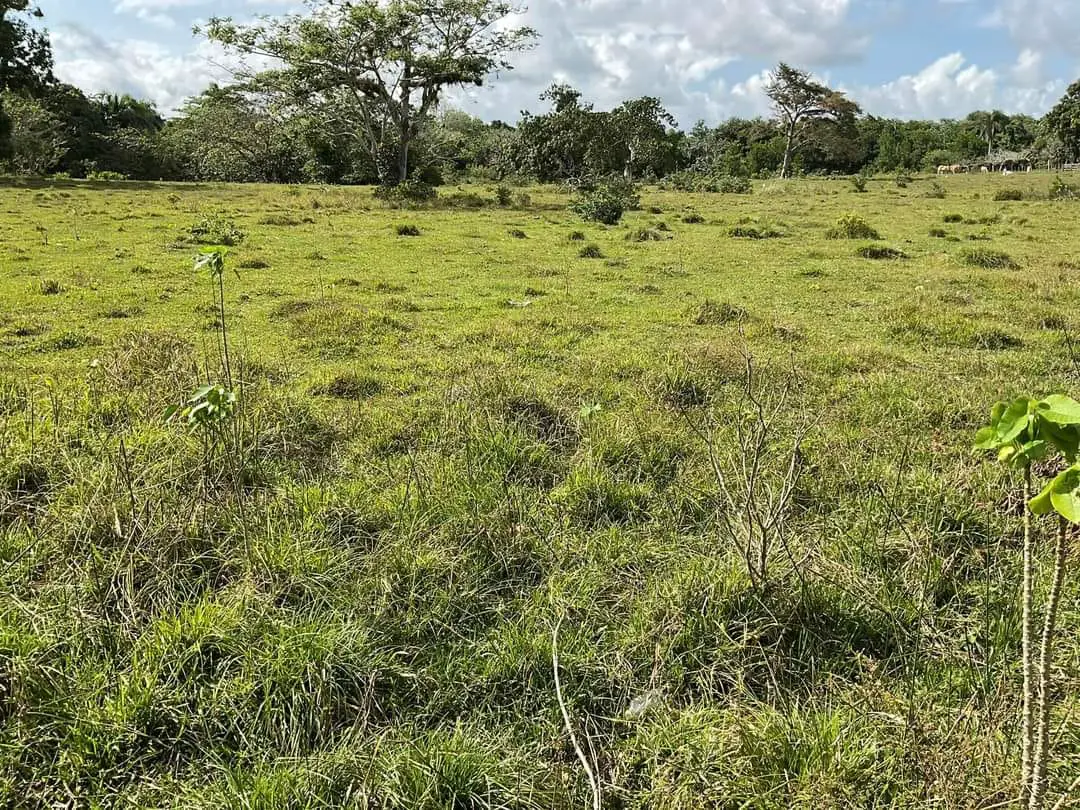 Finca de 893 tareas Ganaderas con vocación Agrícolas en Nagua Foto 7270761-11.jpg