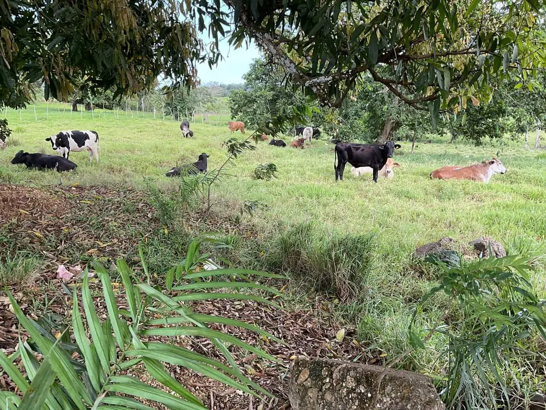 Finca de 893 tareas Ganaderas con vocación Agrícolas en Nagua Foto 7270761-2.jpg