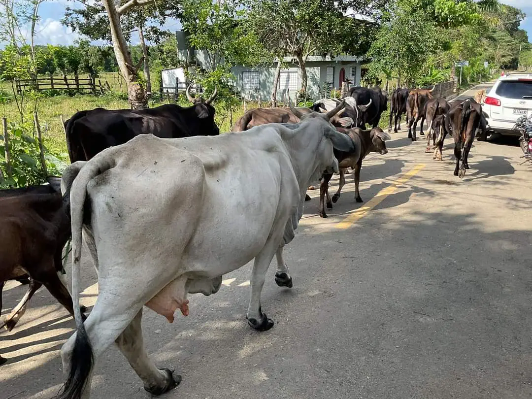 Finca de 893 tareas Ganaderas con vocación Agrícolas en Nagua Foto 7270761-5.jpg
