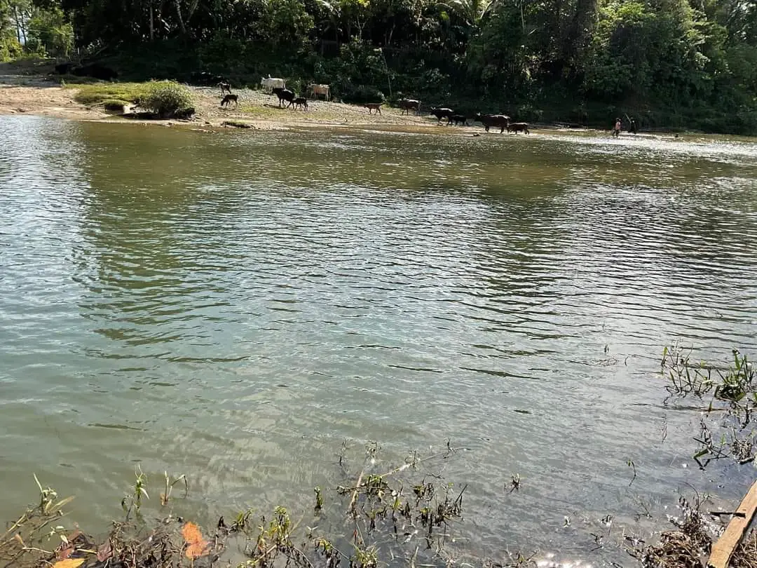 Finca de 893 tareas Ganaderas con vocación Agrícolas en Nagua Foto 7270761-6.jpg