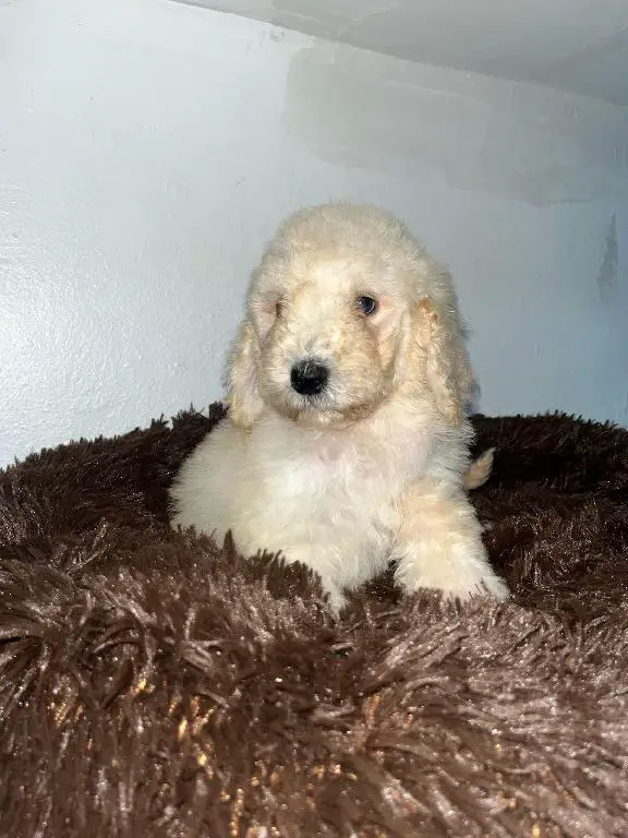 Poodle Gigantes Ambos Sexos  Foto 7270788-1.jpg