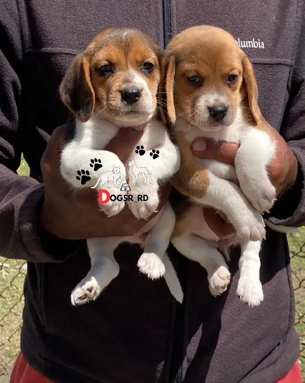 Beagle Hembras   Foto 7270806-1.jpg