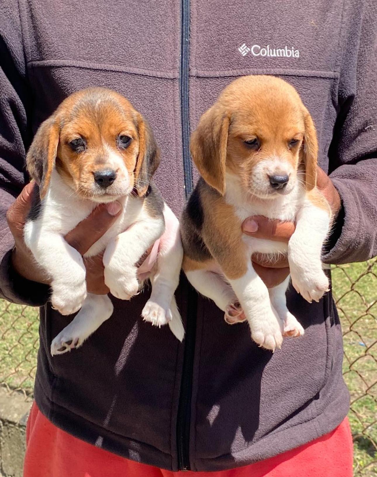 Beagle Hembras   Foto 7270806-2.jpg