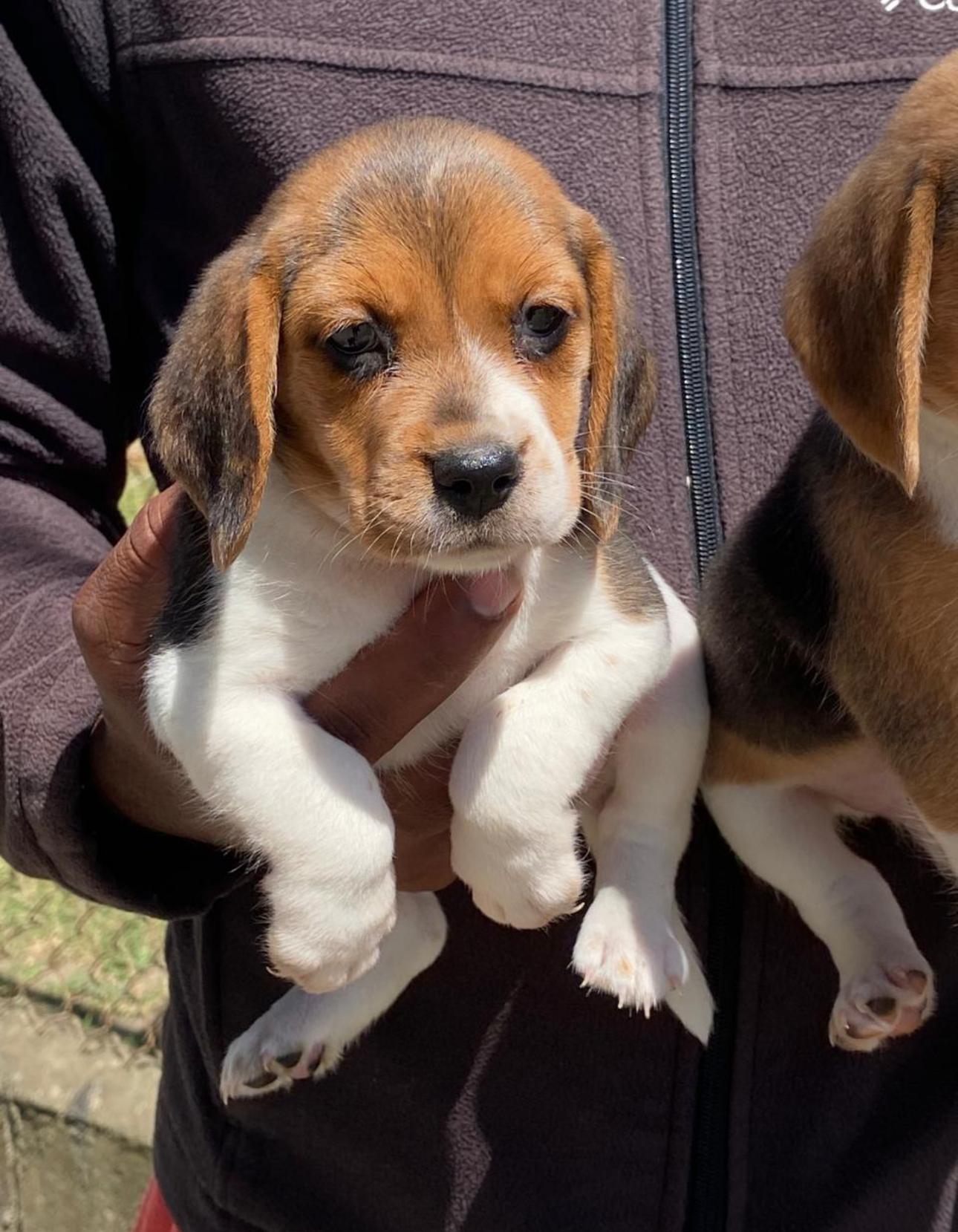 Beagle Hembras   Foto 7270806-3.jpg