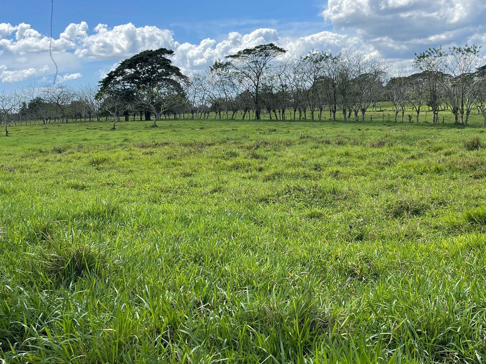 VENDO FINCA 1000 TAREAS HACIENDA ESTRELLA POR PARTES O COMPLETA A LA O Foto 7270861-12.jpg