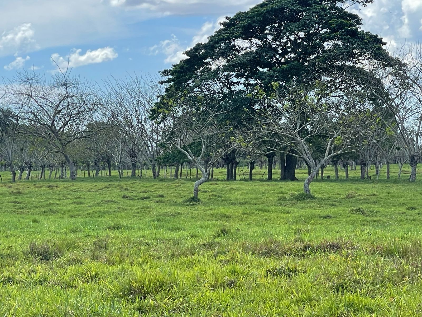 VENDO FINCA 1000 TAREAS HACIENDA ESTRELLA POR PARTES O COMPLETA A LA O Foto 7270861-3.jpg