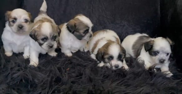 LA VEGA remato cachorros Shih Tsu en La Vega HERMOSOS  8 0 9 3 9 6 9 6 Foto 7270863-10.jpg