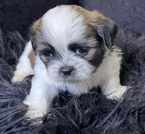 LA VEGA remato cachorros Shih Tsu en La Vega HERMOSOS  8 0 9 3 9 6 9 6 Foto 7270863-11.jpg