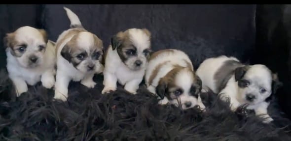 LA VEGA remato cachorros Shih Tsu en La Vega HERMOSOS  8 0 9 3 9 6 9 6 Foto 7270863-12.jpg