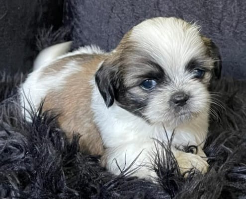 LA VEGA remato cachorros Shih Tsu en La Vega HERMOSOS  8 0 9 3 9 6 9 6 Foto 7270863-13.jpg