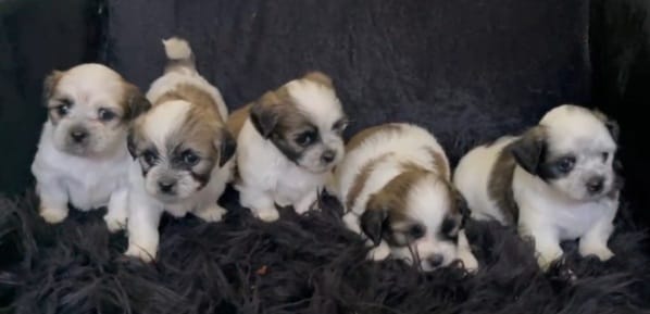 LA VEGA remato cachorros Shih Tsu en La Vega HERMOSOS  8 0 9 3 9 6 9 6 Foto 7270863-14.jpg