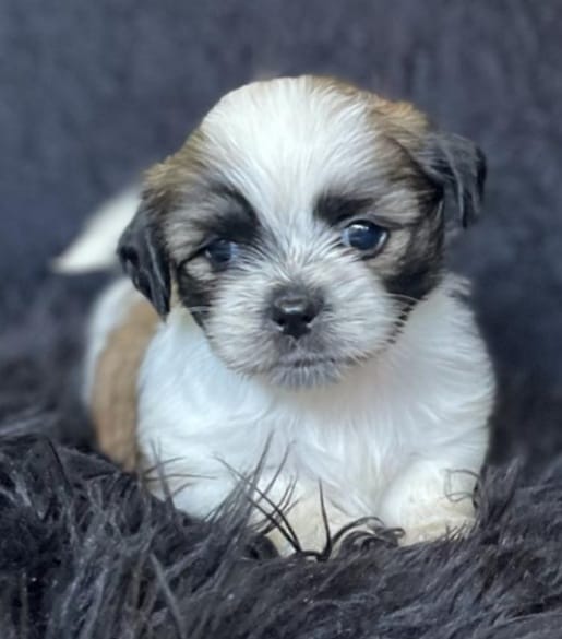 LA VEGA remato cachorros Shih Tsu en La Vega HERMOSOS  8 0 9 3 9 6 9 6 Foto 7270863-15.jpg