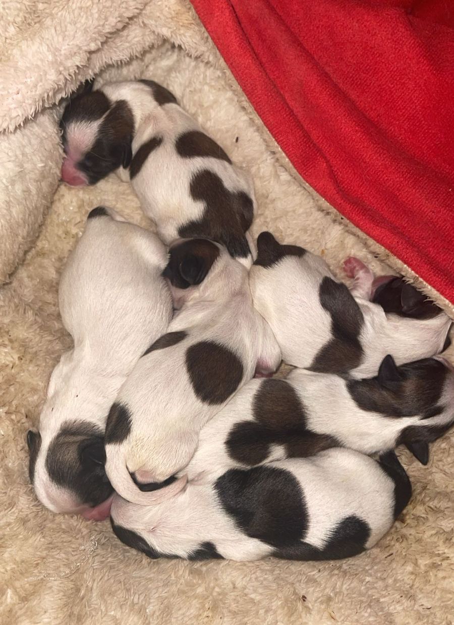 LA VEGA remato cachorros Shih Tsu en La Vega HERMOSOS  8 0 9 3 9 6 9 6 Foto 7270863-3.jpg