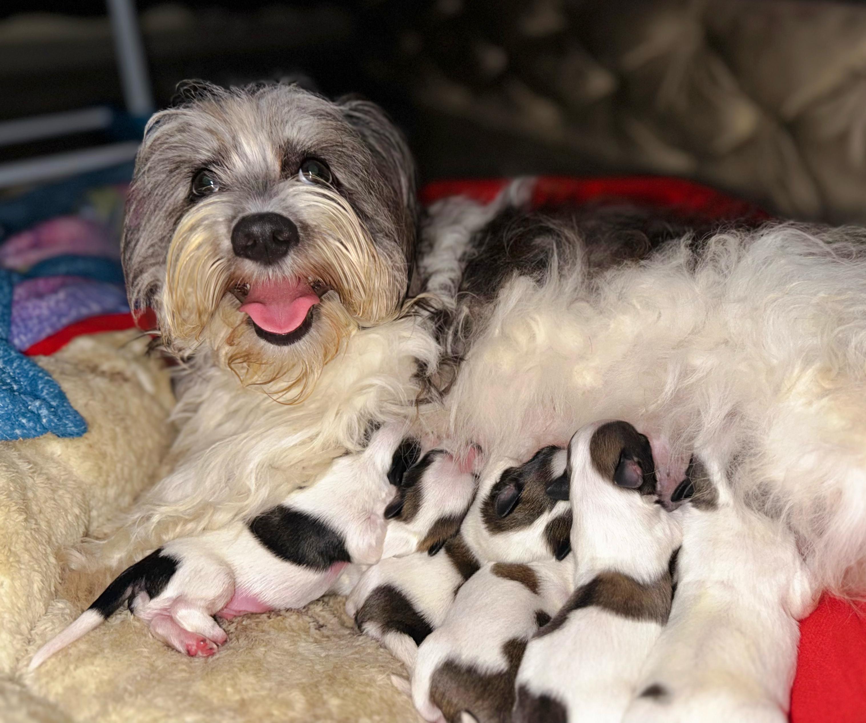 LA VEGA remato cachorros Shih Tsu en La Vega HERMOSOS  8 0 9 3 9 6 9 6 Foto 7270863-4.jpg