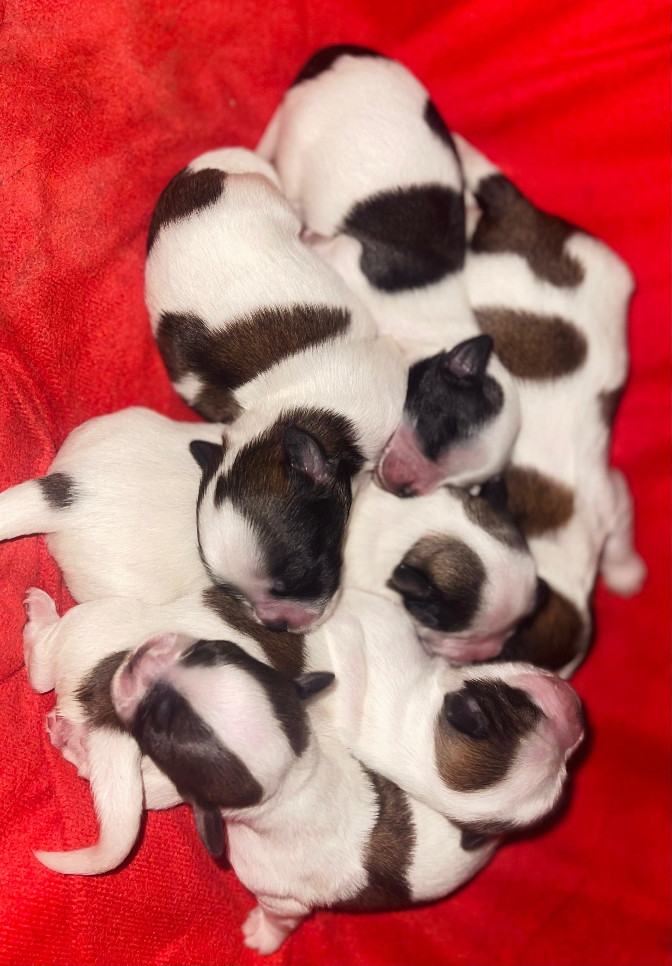 LA VEGA remato cachorros Shih Tsu en La Vega HERMOSOS  8 0 9 3 9 6 9 6 Foto 7270863-5.jpg