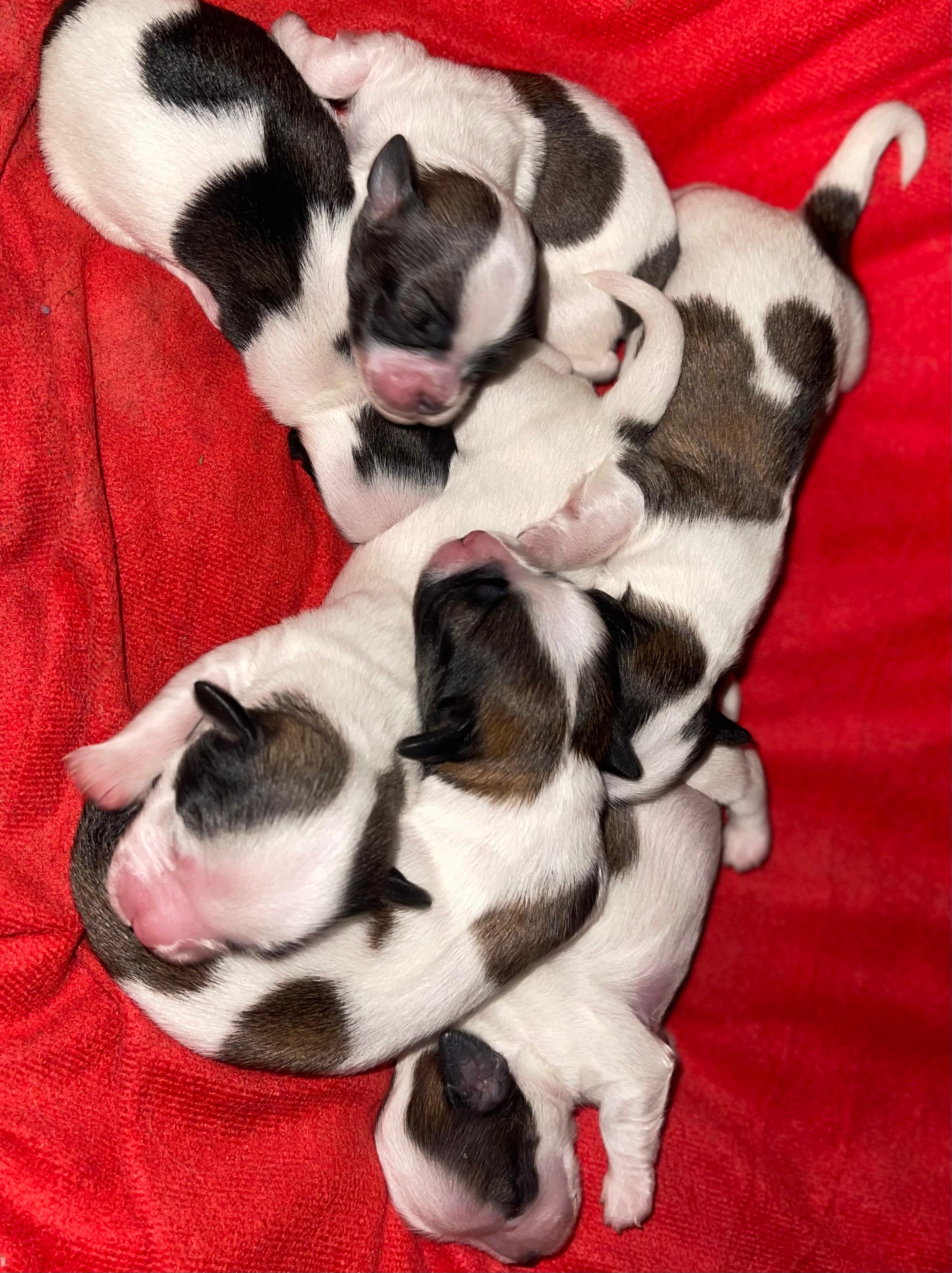 LA VEGA remato cachorros Shih Tsu en La Vega HERMOSOS  8 0 9 3 9 6 9 6 Foto 7270863-6.jpg