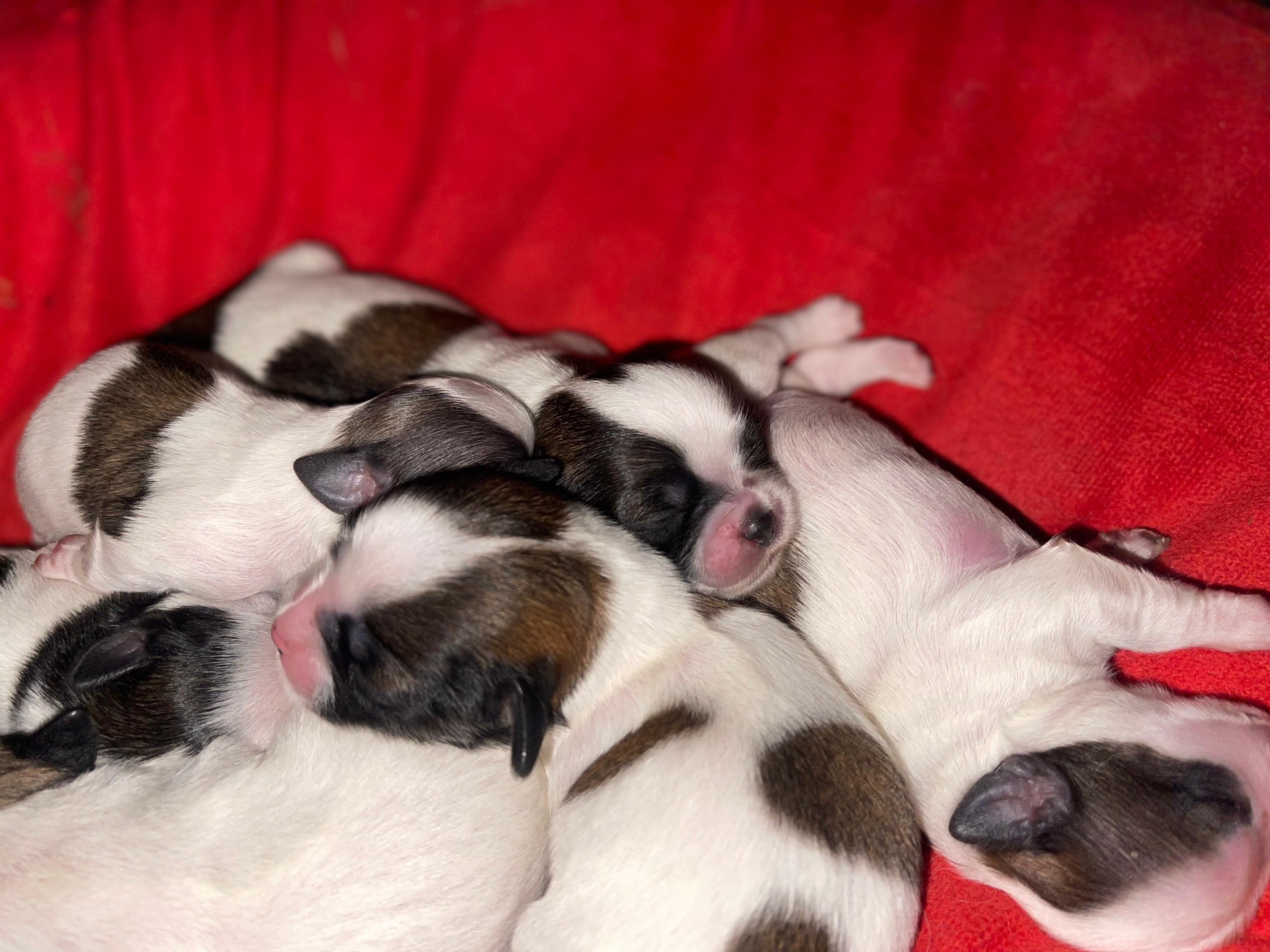 LA VEGA remato cachorros Shih Tsu en La Vega HERMOSOS  8 0 9 3 9 6 9 6 Foto 7270863-7.jpg