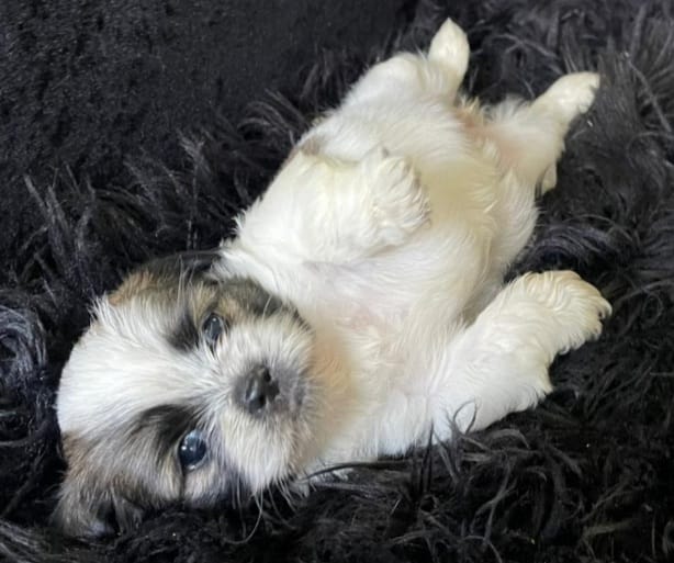 LA VEGA remato cachorros Shih Tsu en La Vega HERMOSOS  8 0 9 3 9 6 9 6 Foto 7270863-8.jpg